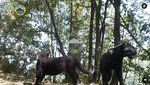 Foto Macan di Kawasan Bromo