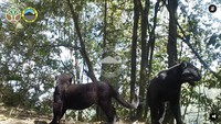 Melanisme adalah kondisi di mana hewan memiliki pigmen gelap yang berlebihan pada kulit atau bulu macan tutul Jawa. Hal ini disebabkan oleh mutasi genetik yang meningkatkan produksi melanin, pigmen yang bertanggung jawab atas warna gelap