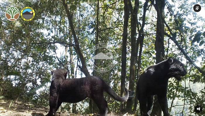 macan tutul Jawa TNBTS