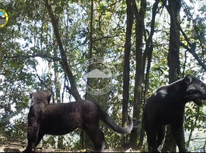 Si Hitam Raja Hutan Taman Nasional Bromo Tengger Semeru