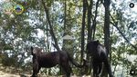 Foto Macan di Kawasan Bromo