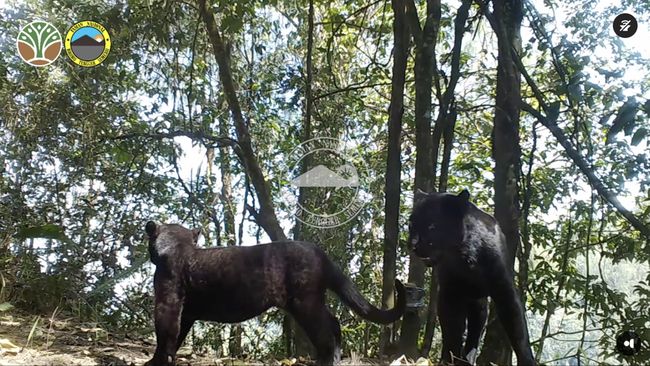 macan tutul Jawa TNBTS