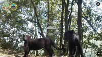Dua ekor kucing besar berwarna hitam bernama macan tutul Jawa berhasil direkam dalam kamera perangkap.
