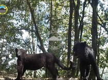 Mengintip Kehidupan Macan Tutul Jawa di TN BTS