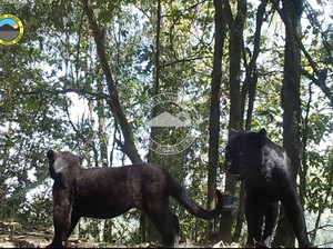 Nasib Pilu 2 Hewan Predator Paling Ganas di Jawa, Ada yang Sudah Punah