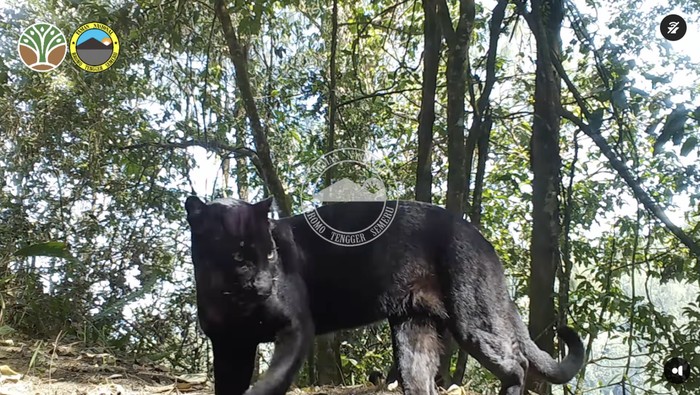 macan tutul Jawa TNBTS