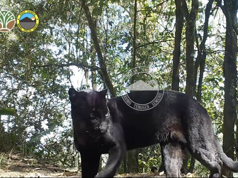 macan tutul Jawa TNBTS