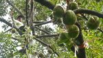Mengintip Panen Durian di Lereng Gunung Wilis