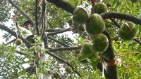 Petani memetik buah durian di Padas, Dagangan, Kabupaten Madiun, Jawa Timur, Rabu (22/1/2025).