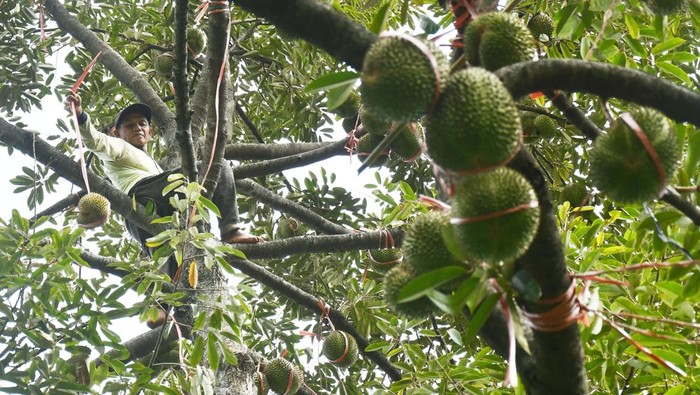 Petani memetik buah durian di Padas, Dagangan, Kabupaten Madiun, Jawa Timur, Rabu (22/1/2025). Memasuki musim panen durian, sejumlah petani di kawasan lereng Gunung Wilis menjual durian lokal dengan harga Rp30.000-Rp80.000 per buah, sedangkan durian montong, musang king dan bawor dijual Rp60.000-Rp300.000 per kilogram tergantung ukuran dan kualitas buah. ANTARA FOTO/Siswowidodo/Spt.