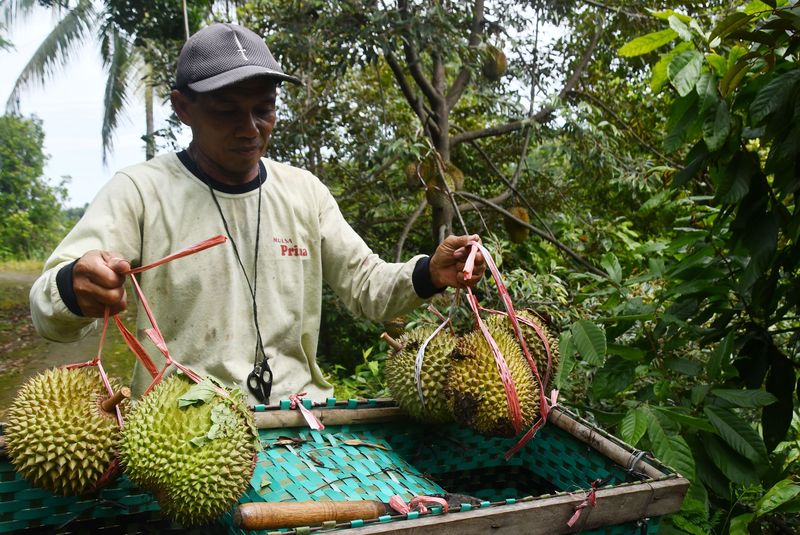 Petani memetik buah durian di Padas, Dagangan, Kabupaten Madiun, Jawa Timur, Rabu (22/1/2025). Memasuki musim panen durian, sejumlah petani di kawasan lereng Gunung Wilis menjual durian lokal dengan harga Rp30.000-Rp80.000 per buah, sedangkan durian montong, musang king dan bawor dijual Rp60.000-Rp300.000 per kilogram tergantung ukuran dan kualitas buah. ANTARA FOTO/Siswowidodo/Spt.
