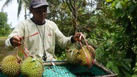 Memasuki musim panen durian, sejumlah petani di kawasan lereng Gunung Wilis menjual durian lokal dengan harga Rp30.000-Rp80.000 per buah, sedangkan durian montong, musang king dan bawor dijual Rp60.000-Rp300.000 per kilogram tergantung ukuran dan kualitas buah. 