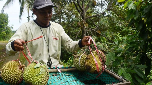 Petani memetik buah durian di Padas, Dagangan, Kabupaten Madiun, Jawa Timur, Rabu (22/1/2025). Memasuki musim panen durian, sejumlah petani di kawasan lereng Gunung Wilis menjual durian lokal dengan harga Rp30.000-Rp80.000 per buah, sedangkan durian montong, musang king dan bawor dijual Rp60.000-Rp300.000 per kilogram tergantung ukuran dan kualitas buah. ANTARA FOTO/Siswowidodo/Spt.