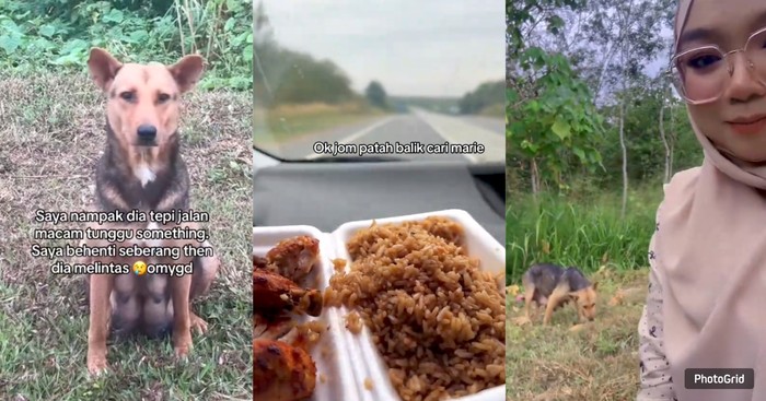 Mulia! Pasutri Rela Berkendara Jauh Demi Beli Makanan Untuk Anjing Liar