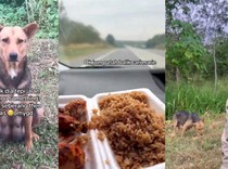 Mulia! Pasutri Rela Berkendara Jauh Demi Beli Makanan Untuk Anjing Liar
