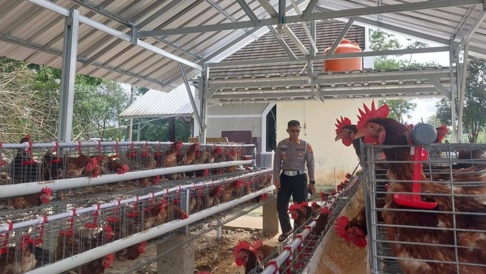 Polisi di Babel yang berternak ayam dan hasilnya dibagikan ke masyarakat.