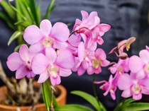 6 Tanaman Indoor yang Mudah Dirawat dan Cocok Jadi Hiasan Kamar Tidur