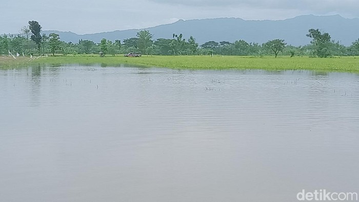 Sawah di Desa Sajen, Kecamatan Trucuk, Klaten terendam, Rabu (22/1/2025)
