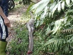 Ular Piton 5 Meter Mangsa Sapi Warga di Luwu Utara Mati Ditebas