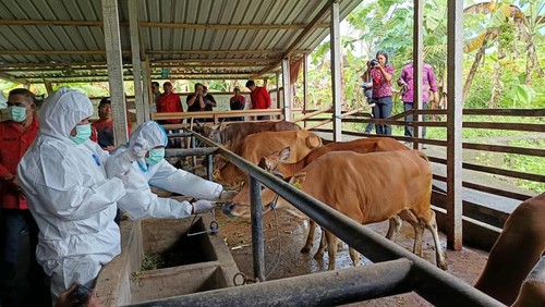 Vaksinasi sapi untuk mencegah penyakit mulut dan kuku (PMK) di Tabanan, Bali, Rabu (22/1/2025).