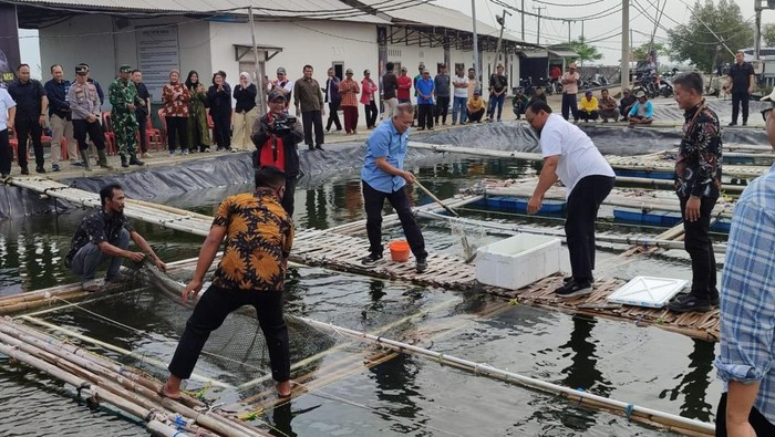 Wamenkop panen kerapu