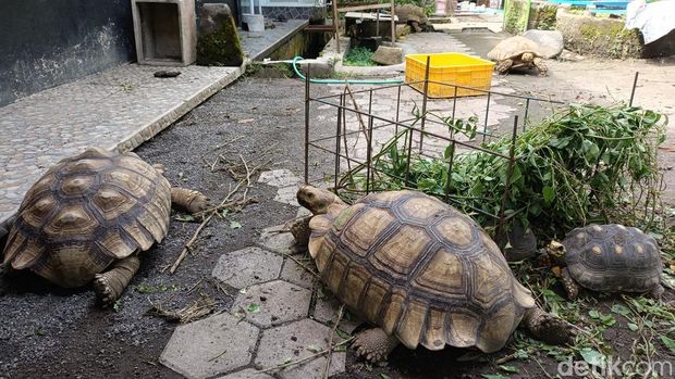 Penampakan Kampung Satwa di Sumberagung, Moyudan, Sleman, Rabu (22/1/2025).