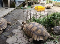 Kampung Satwa Kedung Banteng Sleman: Lokasi, Jam Buka, dan Daftar Binatang