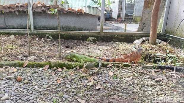 Penampakan Kampung Satwa di Sumberagung, Moyudan, Sleman, Rabu (22/1/2025).