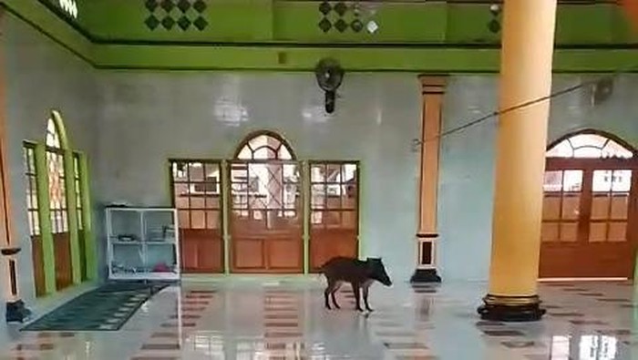 Babi hutan masuk ke dalam masjid