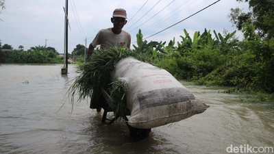 270 KK di Bojongoro Terisolir Akibat Banjir Bengawan Solo