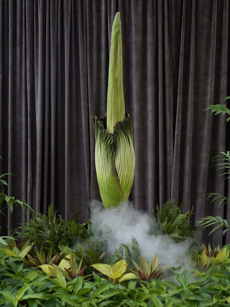 Karen, center left, and Wayne McKay photograph themselves with an endangered plant known as the 