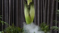 Pengelola Royal Botanic Garden harus memberikan perlakuan khusus kepada bunga berukuran raksasa itu. Bunga tersebut sebenarnya tidak bisa hidup di udara dingin Sydney.