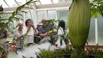 Bunga Bangkai Jadi Primadona Royal Botanic Gardens Sydney