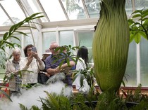 Bunga Bangkai Jadi Primadona di Sydney