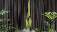 Sebagai salah satu kebun raya terbesar dan tertua di Australia, Royal Botanic Garden memiliki ribuan koleksi tumbuhan. Bahkan, beberapa tumbuhan langka pun ada di sini, salah satunya adalah bungai bangkai asli Sumatera.