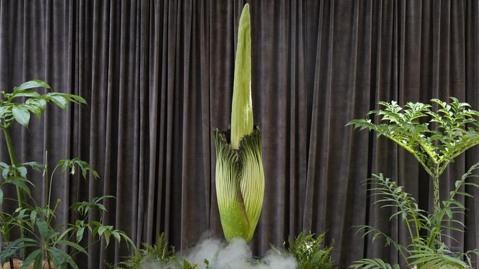 Karen, center left, and Wayne McKay photograph themselves with an endangered plant known as the 