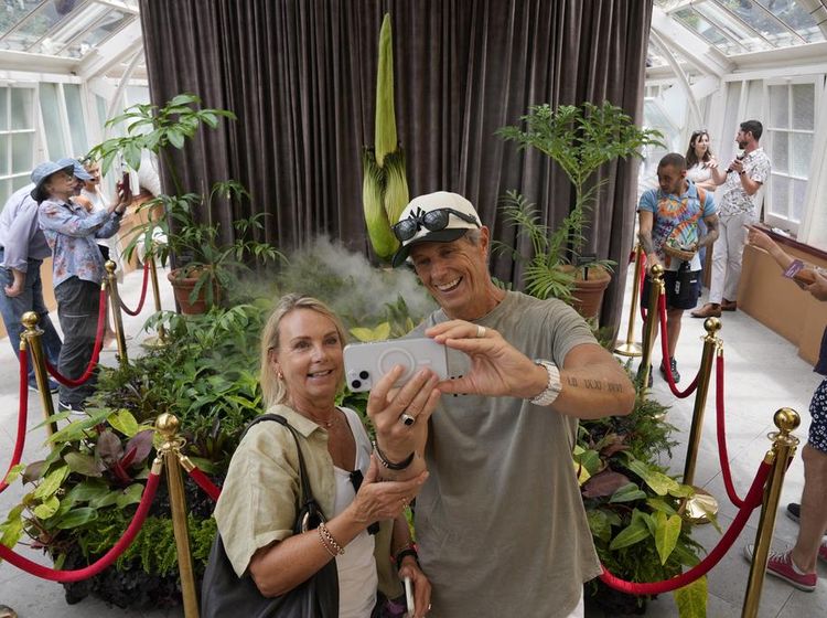 Bunga Bangkai Jadi Primadona Royal Botanic Gardens Sydney