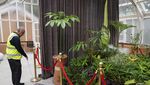 Bunga Bangkai Jadi Primadona Royal Botanic Gardens Sydney