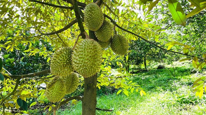 Durian Vietnam
