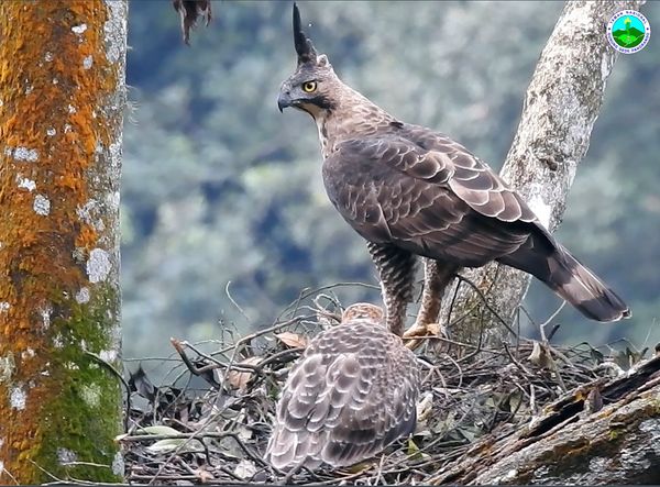 Elang Jawa yang diidentikkan dengan lambang burung Garuda