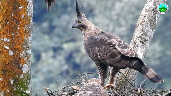 Elang Jawa yang diidentikkan dengan lambang burung Garuda