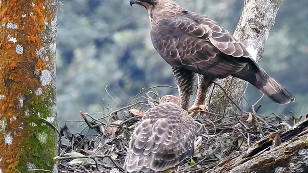 Elang Jawa yang diidentikkan dengan lambang burung Garuda
