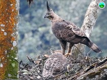 Gagahnya Sang Garuda yang Hidup Lestari di Langit Bromo