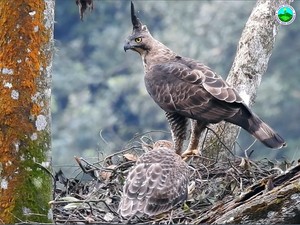 Gagahnya Sang Garuda yang Hidup Lestari di Langit Bromo