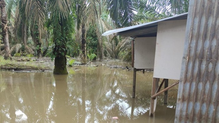 Foto: Rumah yang didatangi buaya (Dok Balai BKSDA Riau)