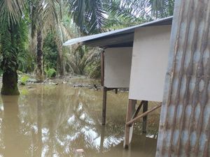 Ngeri! Buaya Naik ke Pemukiman Warga di Kampar, Nyaris Terkam Ternak