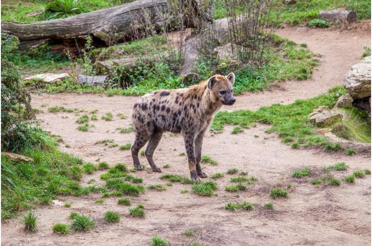 Hyena tutul muncul pertama kali dalam 5000 tahun