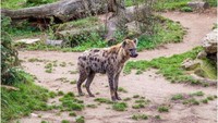 Fenomena Langka Hyena Tutul Muncul Lagi Setelah 5.000 Tahun