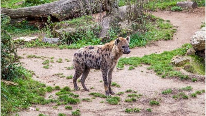 Hyena tutul muncul pertama kali dalam 5000 tahun