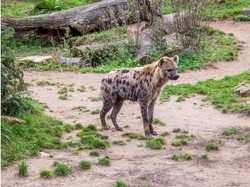 Fenomena Langka Hyena Tutul Muncul Lagi Setelah 5.000 Tahun
